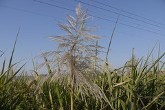 Saccharum officinarum